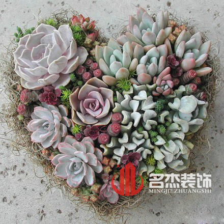 办公室粉色视频WWW在线观看风水之多肉植物.jpg