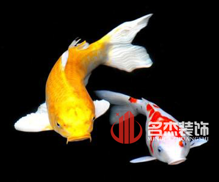 办公室粉色视频WWW在线观看风水之养殖金鱼.jpg