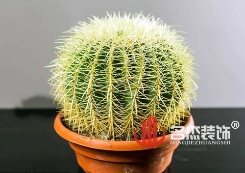 办公室粉色视频WWW在线观看风水之仙人掌.jpg